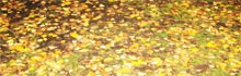 Осень, на деревьях листьев мало. на земле — невпроворот на базу отдыха 